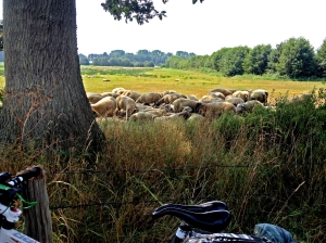 26-7 3 Behl, sentiero sperduto nella campagna con pecore